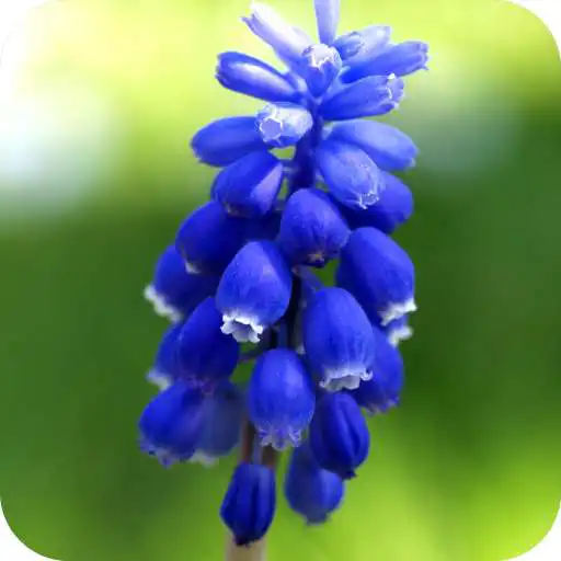 Play Hyacinths Wallpaper APK