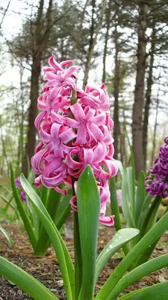 Play Hyacinth Wallpapers  and enjoy Hyacinth Wallpapers with UptoPlay