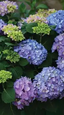 Play Hydrangeas Wallpapers HD