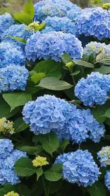 Play Hydrangeas Wallpapers HD