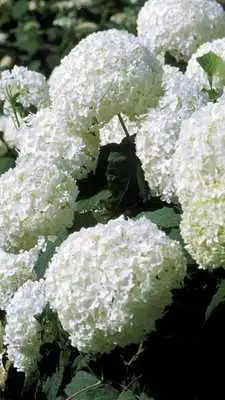 Play Hydrangeas Wallpapers HD