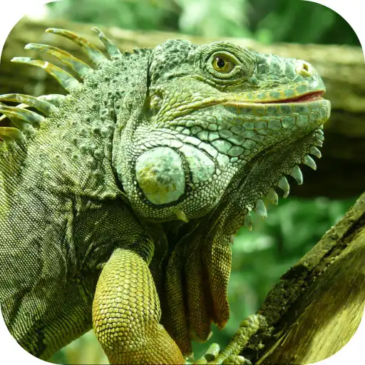 Free play online Iguana. Animal Wallpapers APK