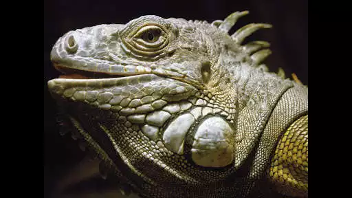 Play Iguana. Animal Wallpapers