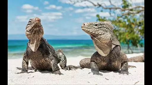 Play Iguana. Animal Wallpapers