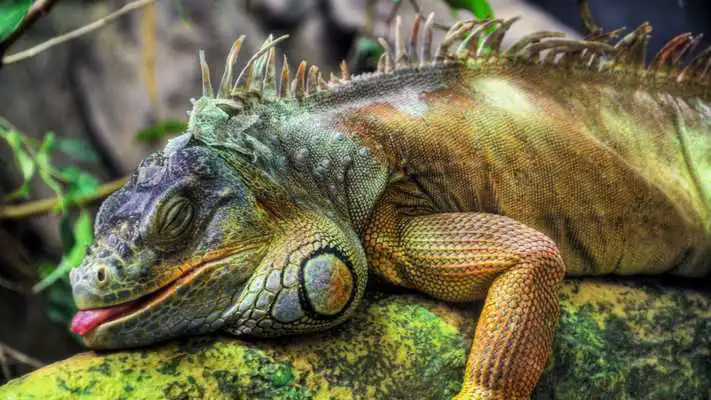 Play Iguana. Animal Wallpapers