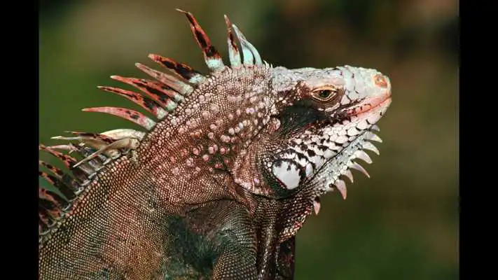 Play Iguana. Animal Wallpapers