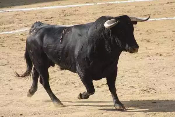 Play Imagenes Toros HD