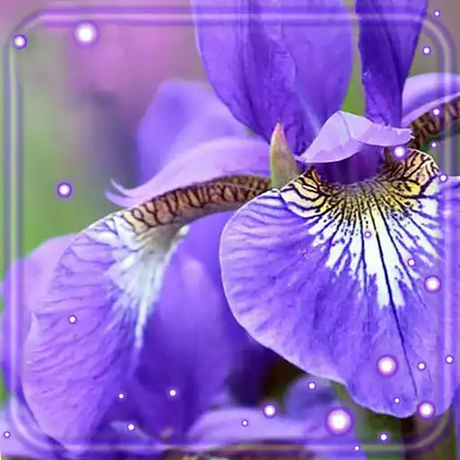 Play Irises Flowers Live Wallpaper APK