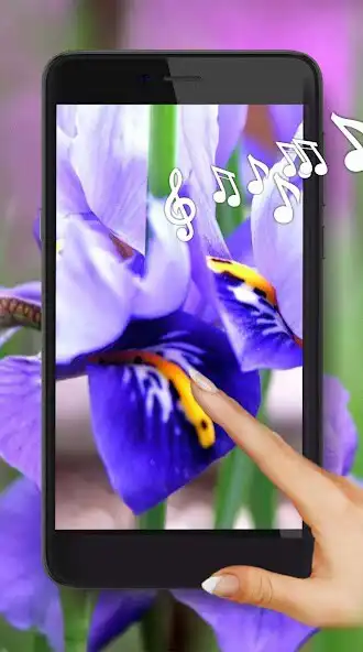 Play Irises Flowers Live Wallpaper  and enjoy Irises Flowers Live Wallpaper with UptoPlay