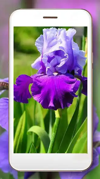 Play Irises Flowers Live Wallpaper as an online game Irises Flowers Live Wallpaper with UptoPlay