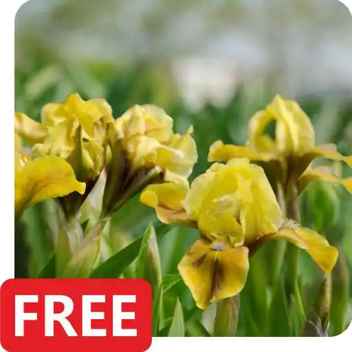 Free play online Iris Flowers Live Wallpaper FREE APK