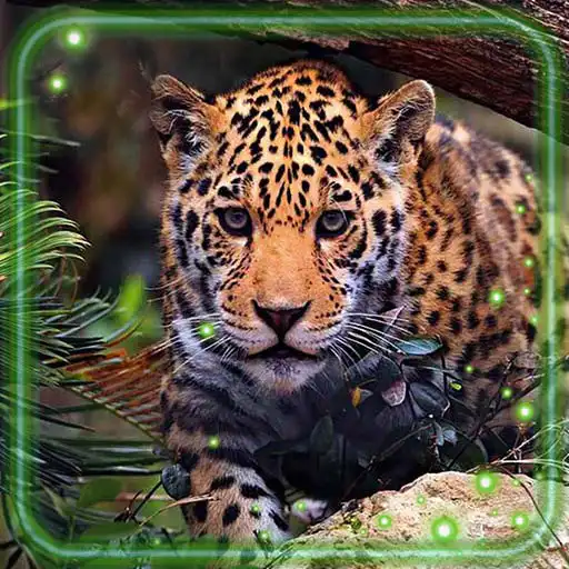 Play Jaguars Live Wallpaper APK