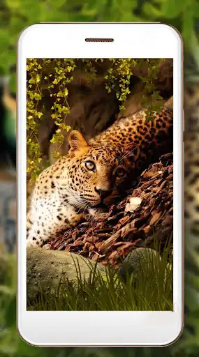 Play Jaguars Live Wallpaper as an online game Jaguars Live Wallpaper with UptoPlay