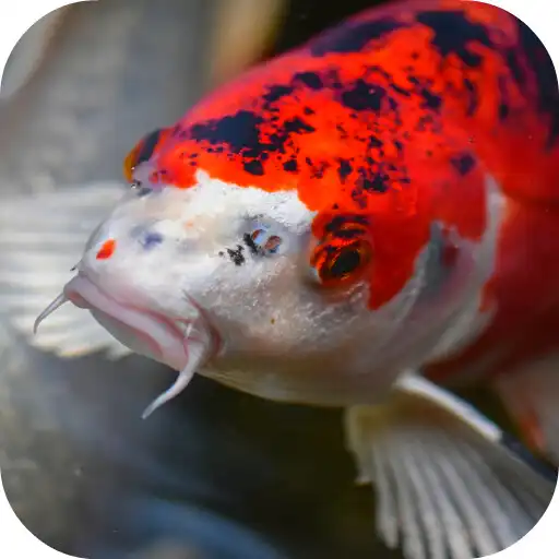 Play Japanese Koi Fish Wallpaper APK