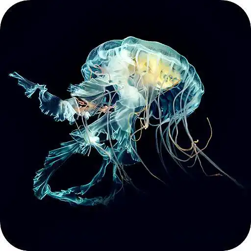 Play Jellyfish Wallpaper - HD Background APK