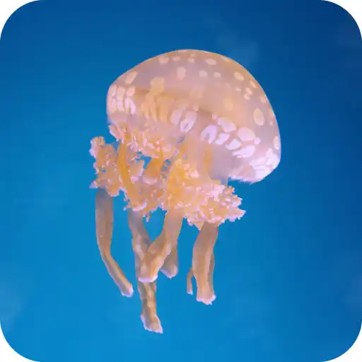 Play Jellyfish Wallpaper APK