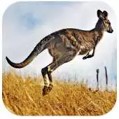 Free play online Kangaroo Wallpapers HD APK