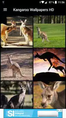 Play Kangaroo Wallpapers HD