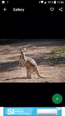 Play Kangaroo Wallpapers HD