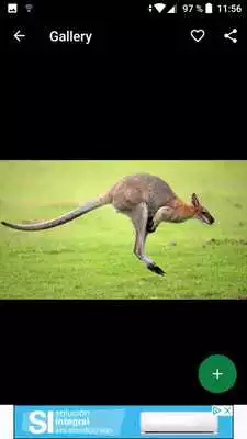 Play Kangaroo Wallpapers HD