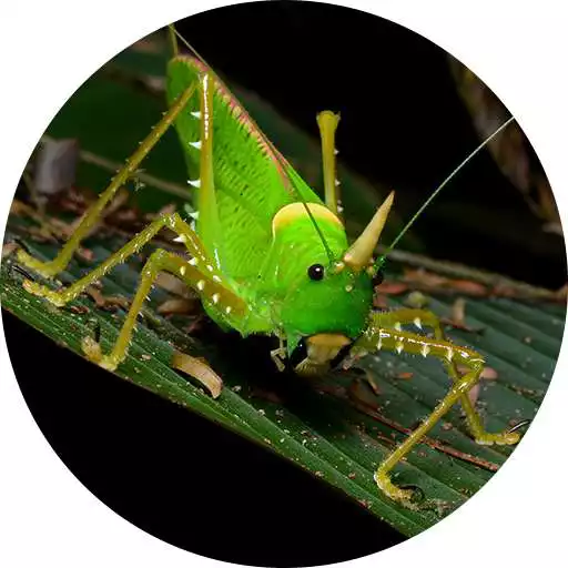 Play Katydid (Animal) sounds APK