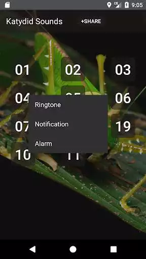 Play Katydid (Animal) sounds as an online game Katydid (Animal) sounds with UptoPlay