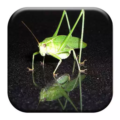 Play Katydid Sounds APK