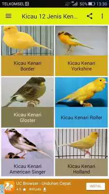 Play Kicau 12 Jenis Burung Kenari