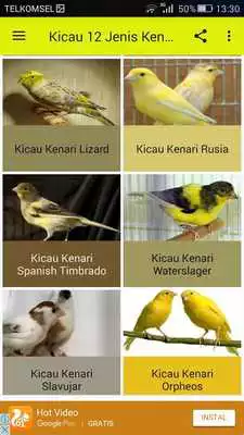 Play Kicau 12 Jenis Burung Kenari