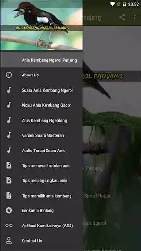 Play Kicau Anis Kembang Ngerol Panjang