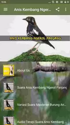 Play Kicau Anis Kembang Ngerol Panjang