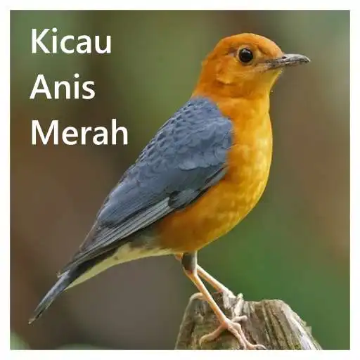 Play Kicau Anis Merah Offline APK