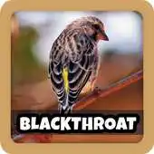 Free play online Kicau Burung Blackthroat Pilihan APK