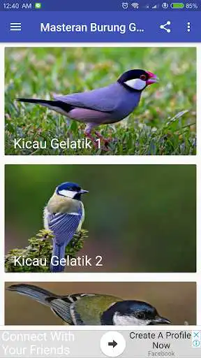 Play Kicau Burung Gelatik