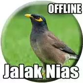 Free play online Kicau Burung Jalak Nias Gacor APK