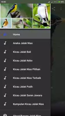 Play Kicau Burung Jalak Nias Gacor