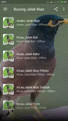 Play Kicau Burung Jalak Nias Gacor