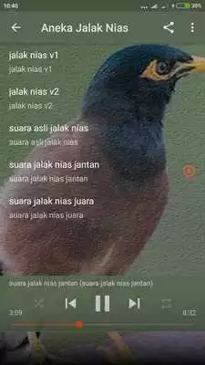 Play Kicau Burung Jalak Nias Gacor