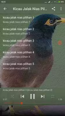 Play Kicau Burung Jalak Nias Gacor