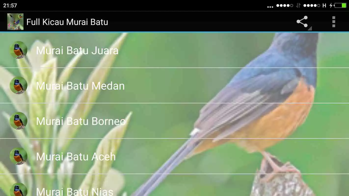 Play Kicau Burung Kenari Offline Lengkap