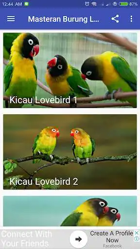 Play Kicau Burung Lovebird