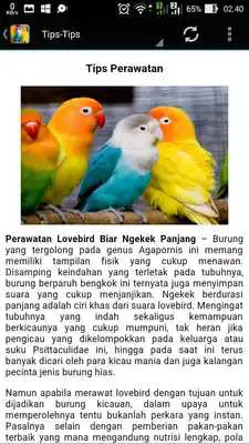 Play Kicau Burung Lovebird