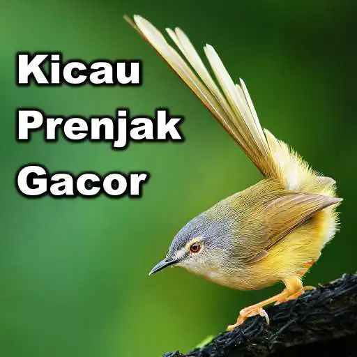 Play Kicau Burung Prenjak (Ciblek) Gacor APK