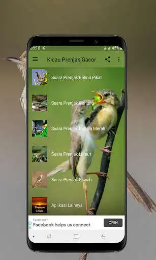 Play Kicau Burung Prenjak (Ciblek) Gacor  and enjoy Kicau Burung Prenjak (Ciblek) Gacor with UptoPlay