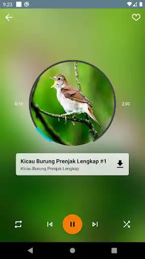 Play Kicau Burung Prenjak Lengkap as an online game Kicau Burung Prenjak Lengkap with UptoPlay