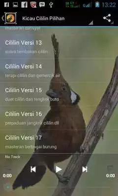 Play Kicau Cililin Master