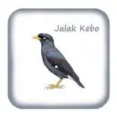 Free play online Kicau Jalak Kebo Gacor Pikat APK