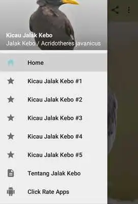 Play Kicau Jalak Kebo Gacor Pikat