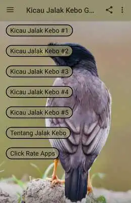 Play Kicau Jalak Kebo Gacor Pikat