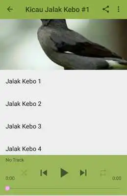 Play Kicau Jalak Kebo Gacor Pikat